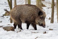 Prase divoke - Sus scrofa - Eurasian Wild Boar 9905